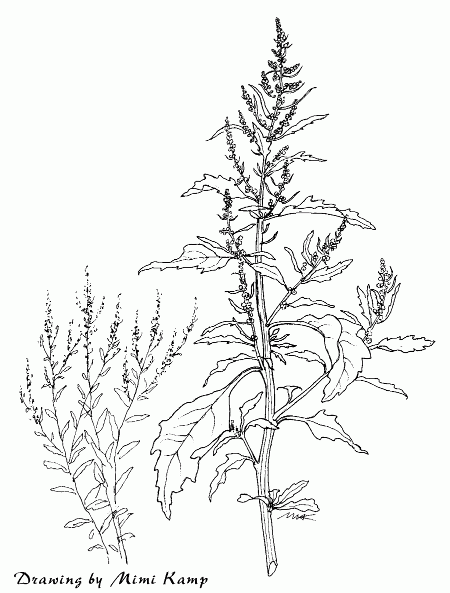 Chenopodium ambrosioides - American Wormseed, Epazote